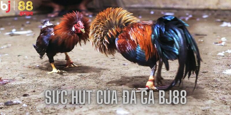Đá Gà BJ88 - Tổng Hợp Lịch Đá Gà Online Hôm Nay 2026 5 Kèo cược hấp dẫn mang tới sự kịch tính khó cưỡng