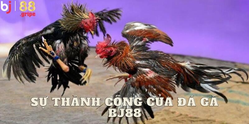 Đá Gà BJ88 - Tổng Hợp Lịch Đá Gà Online Hôm Nay 2026 2 Thông tin chi tiết về sảnh đá gà BJ88 đặc biệt